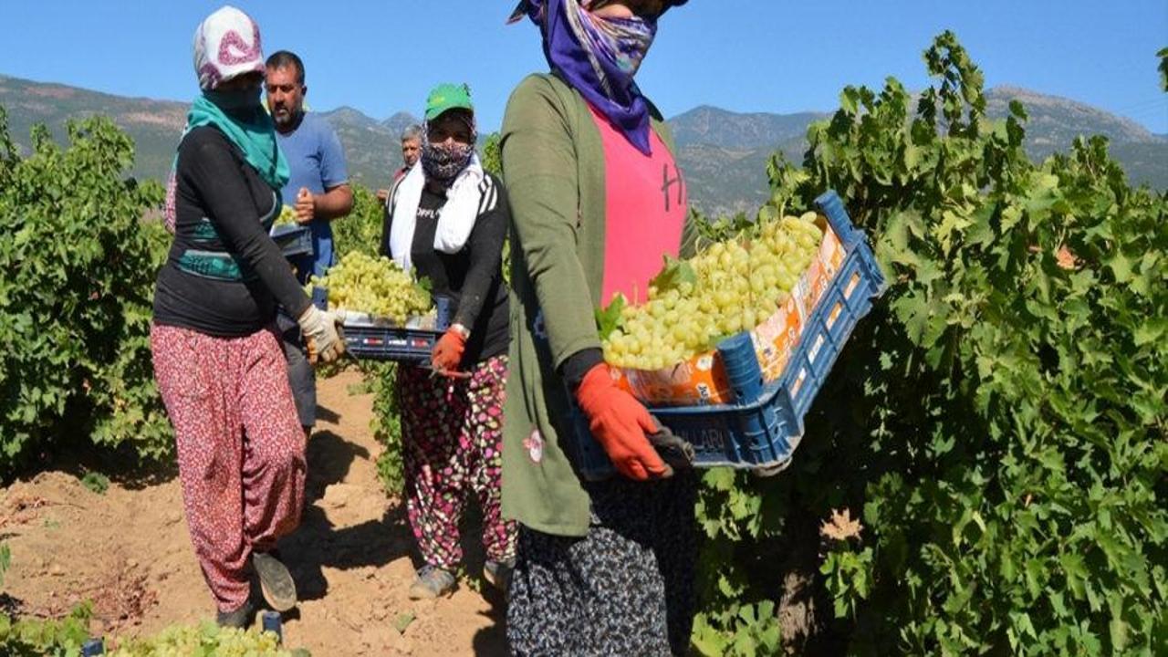 Tarım işçilerinin günlük yevmiyeleri belli oldu
