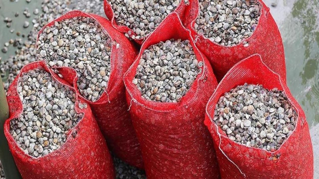 Tarım ve Orman Bakanlığı 1,2 ton canlı kum midyesine el koydu
