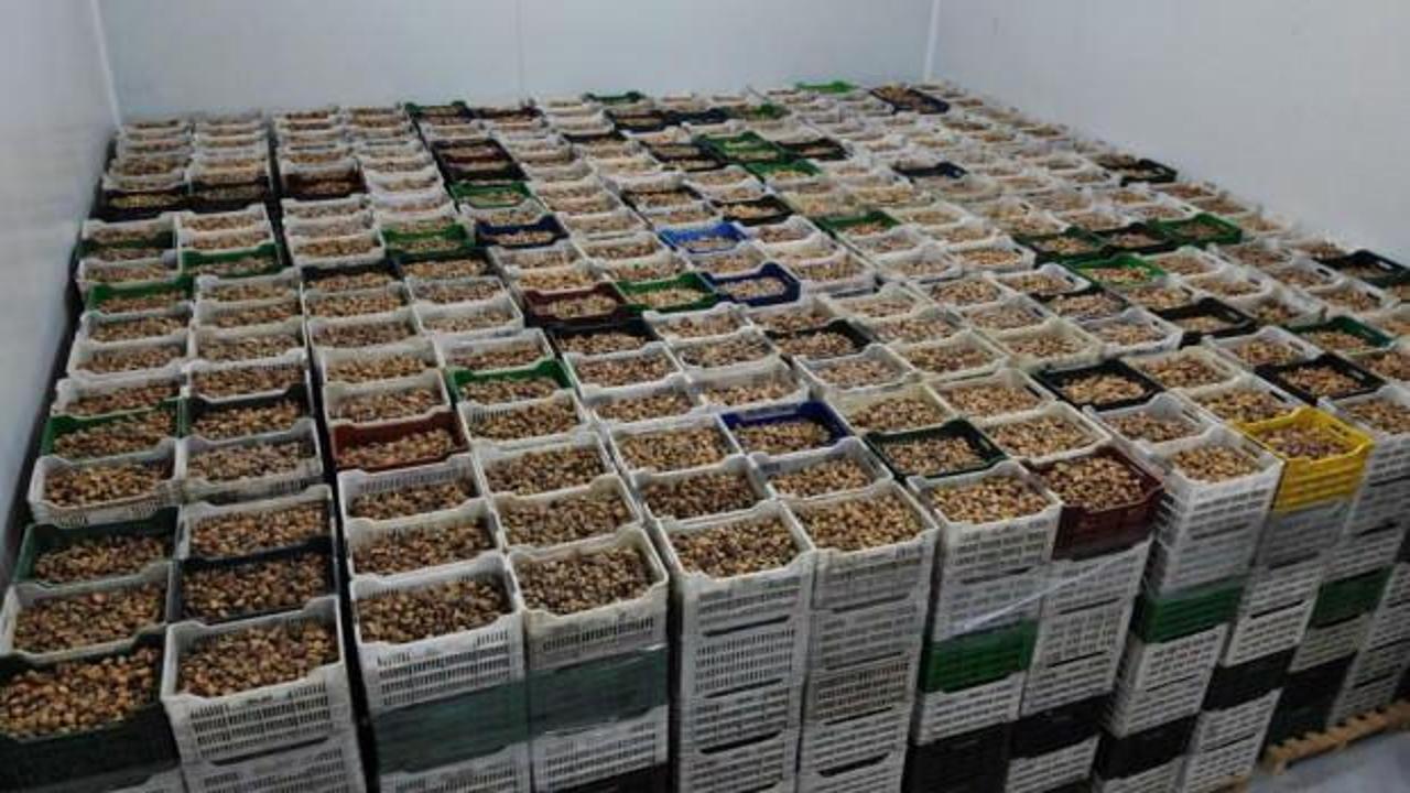 TARİŞ kuru incir fiyatları belli oldu