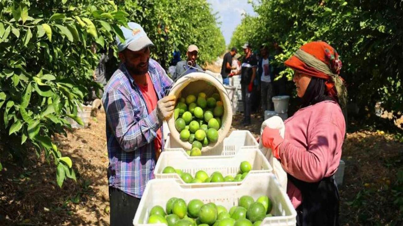 Tarla ile market arasında makas açıldı! Tarlada 8, markette 25 TL