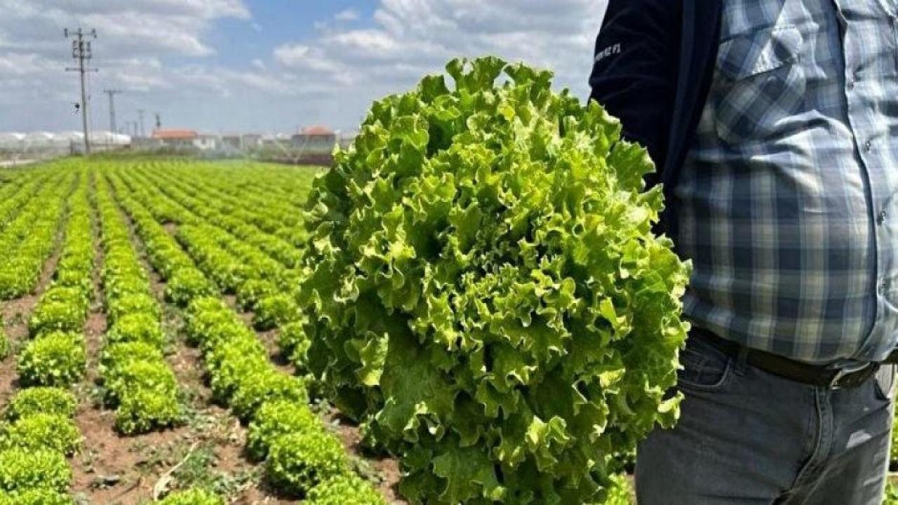 Tarlada 1,5 TL, markette 8 TL