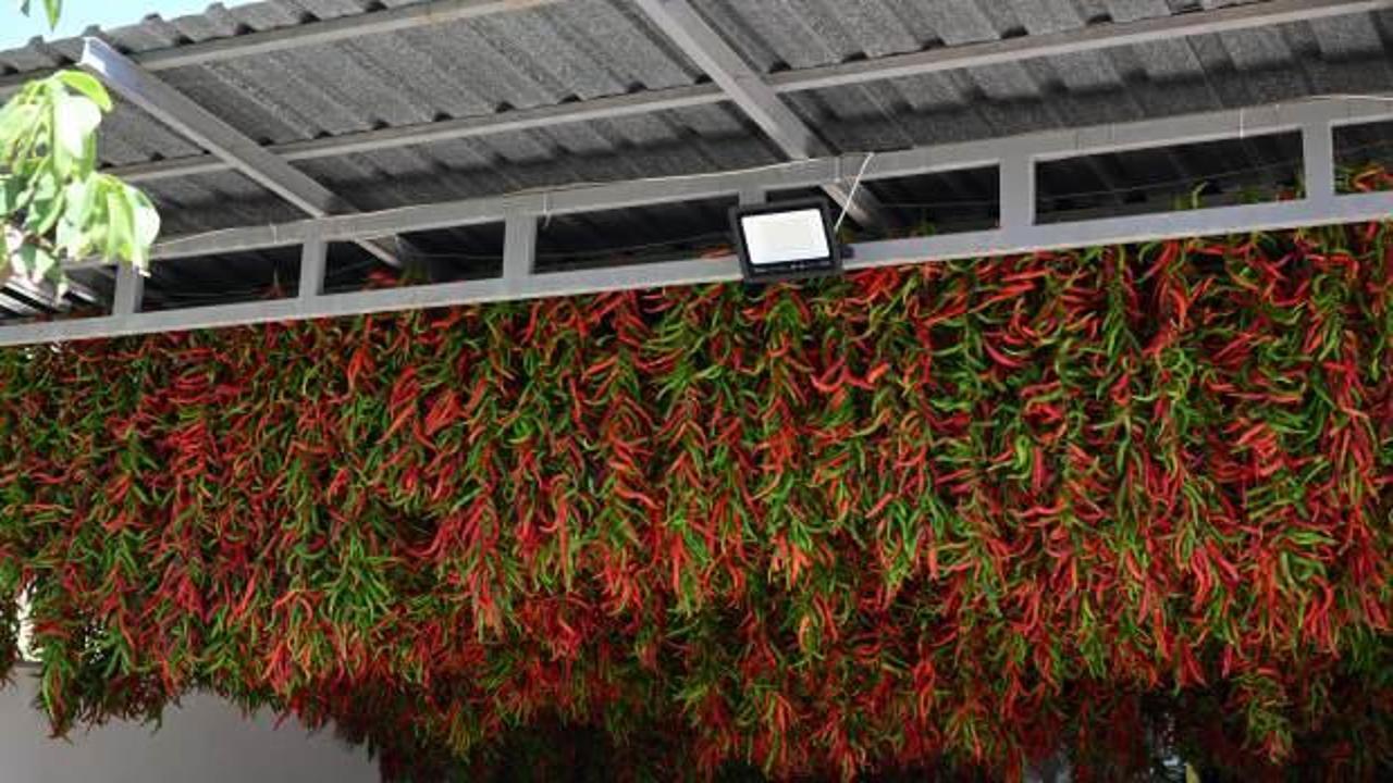 Tava ciğerinin garnitürü Karaağaç acı biberinin kurutma süreci başladı