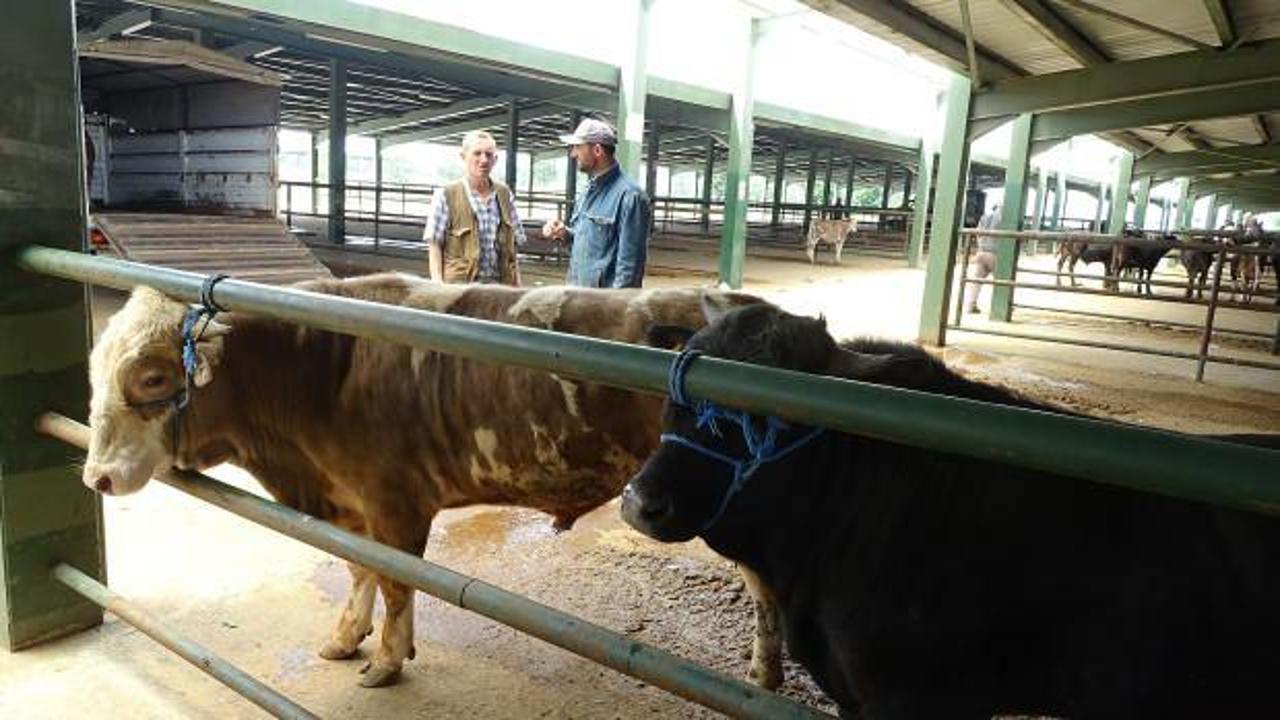 Tavşanlı Hayvan Pazarı'nda satışlar başladı