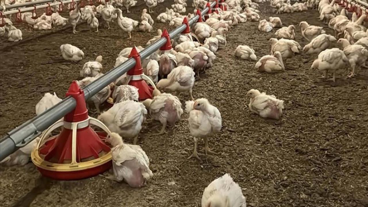 Tavuk eti üretimi ağustosta aylık yüzde 4,3, yıllık yüzde 5,6 arttı
