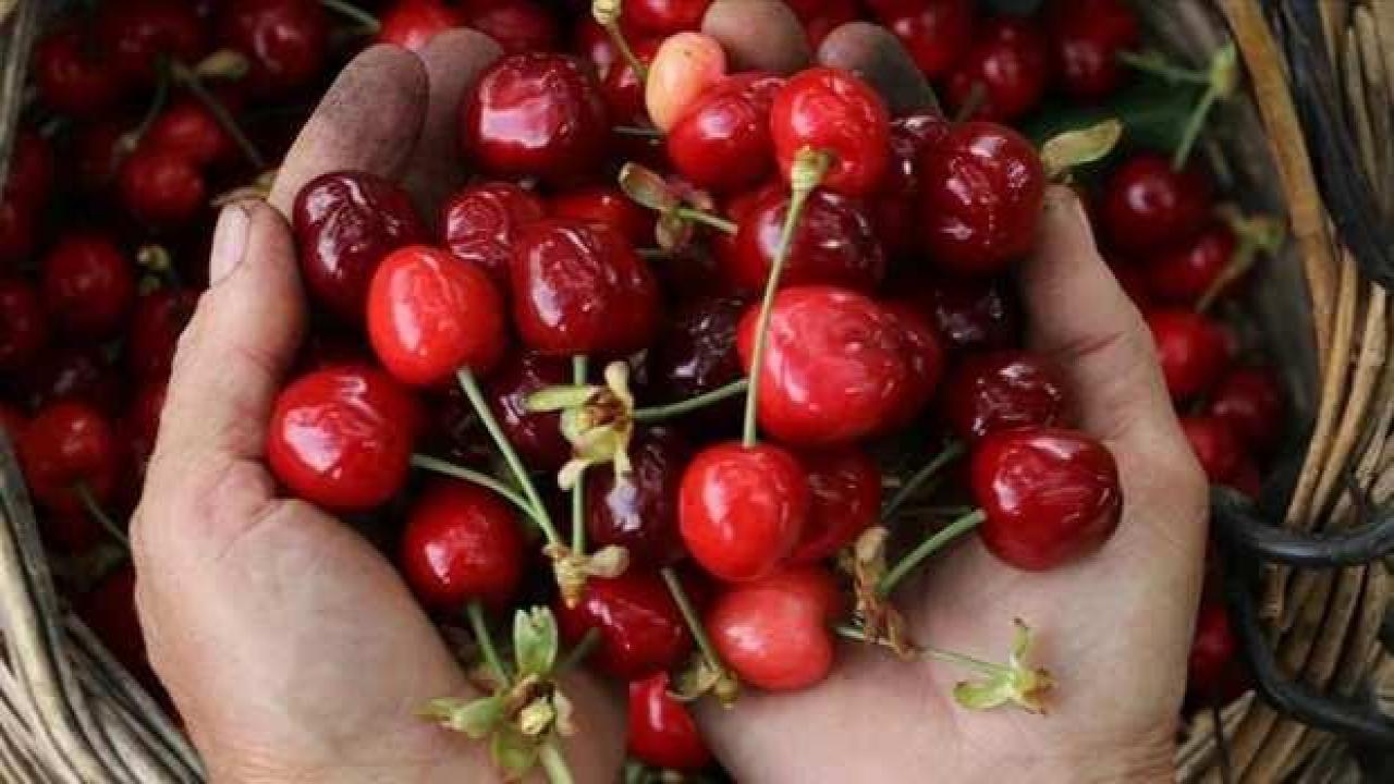 Tekirdağ kirazında hasat başladı