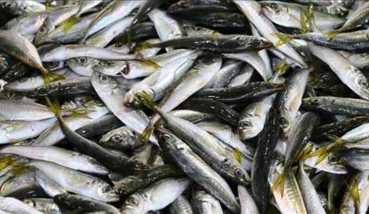 Tekirdağ'da hafta sonu tezgahın gözdesi 'istavrit' oldu