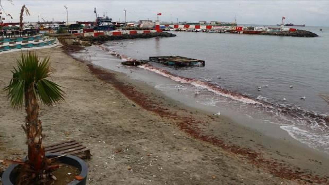 Tekirdağ'da lodos nedeniyle sahilde kırmızı yosun birikti