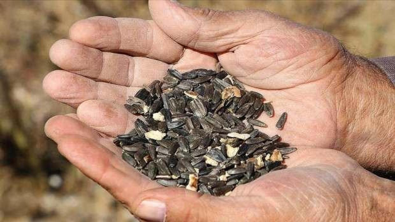 Tekirdağ'da yerli hibrit ayçiçeğinin rekoltesi memnun ediyor