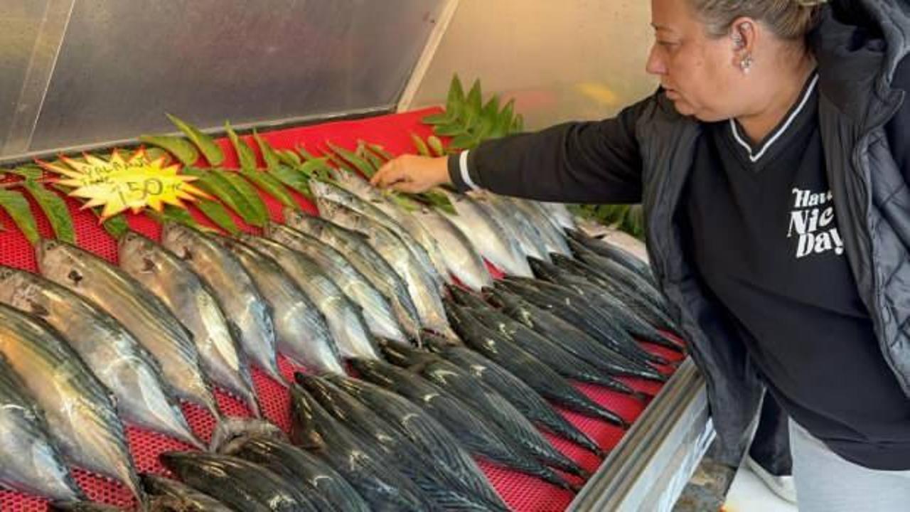 Tekneler denize seyrek çıktı, palamut azaldı!