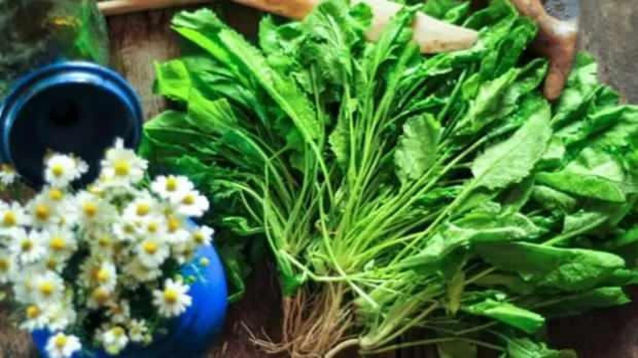 Terenin faydaları ve zararları nedir? Tere kürü uygulayanların dikkat etmesi gerekenler…