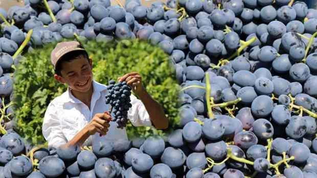 Tescilli Cimin üzümü kilosu 100 TL'den tezgahtaki yerini aldı