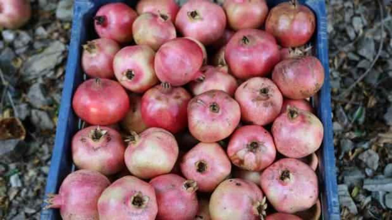 Tescilli Kuytucak narı bahçede 20 lira