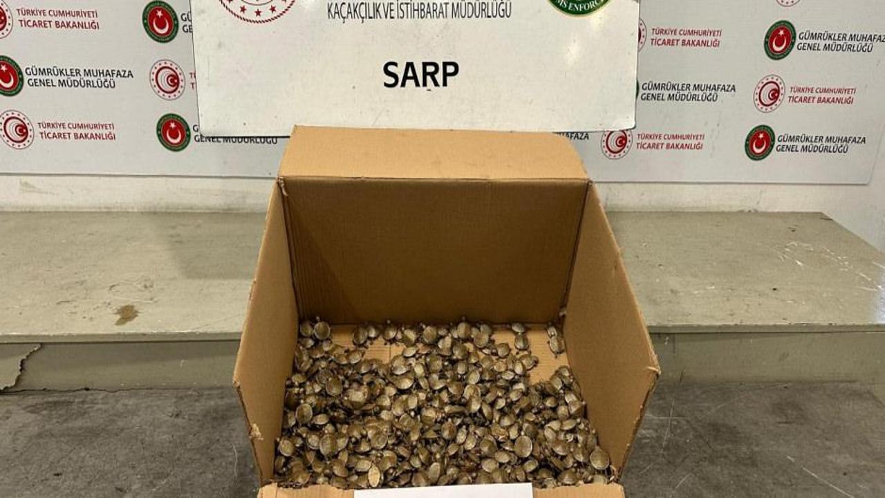 Ticaret Bakanlığı Gümrükler Muhafaza ekiplerinden su kaplumbağası operasyonu!