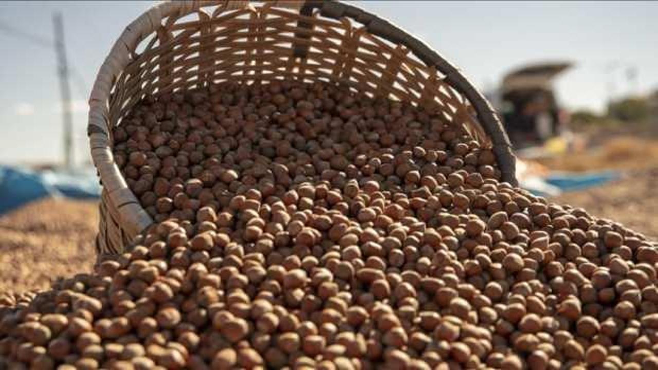 Ticaret borsalarında 2 ayda 174 bin tonu aşkın fındık işlem gördü