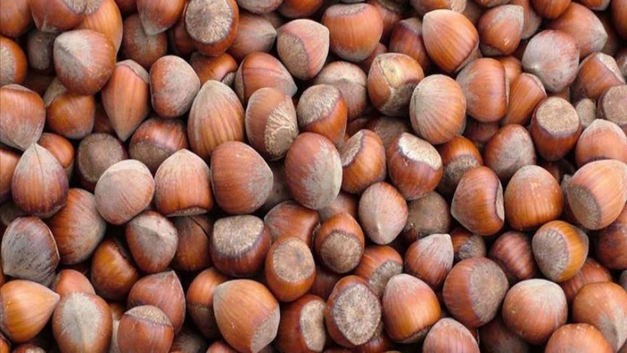 Ticaret borsalarında 5 ayda 447 bin tonu aşkın fındık işlem gördü