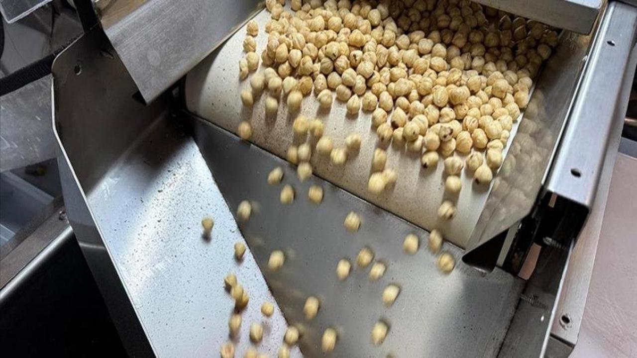 Ticaret borsalarında 6 ayda 479 bin tonu aşkın fındık işlem gördü