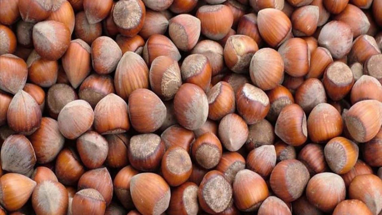 Ticaret borsalarında ağustosta 33 bin tonu aşkın fındık işlem gördü