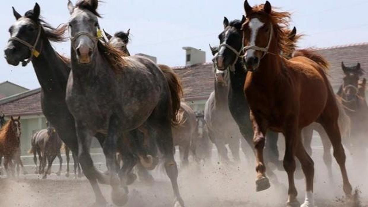 TİGEM 16 safkan Arap kısrağı satacak