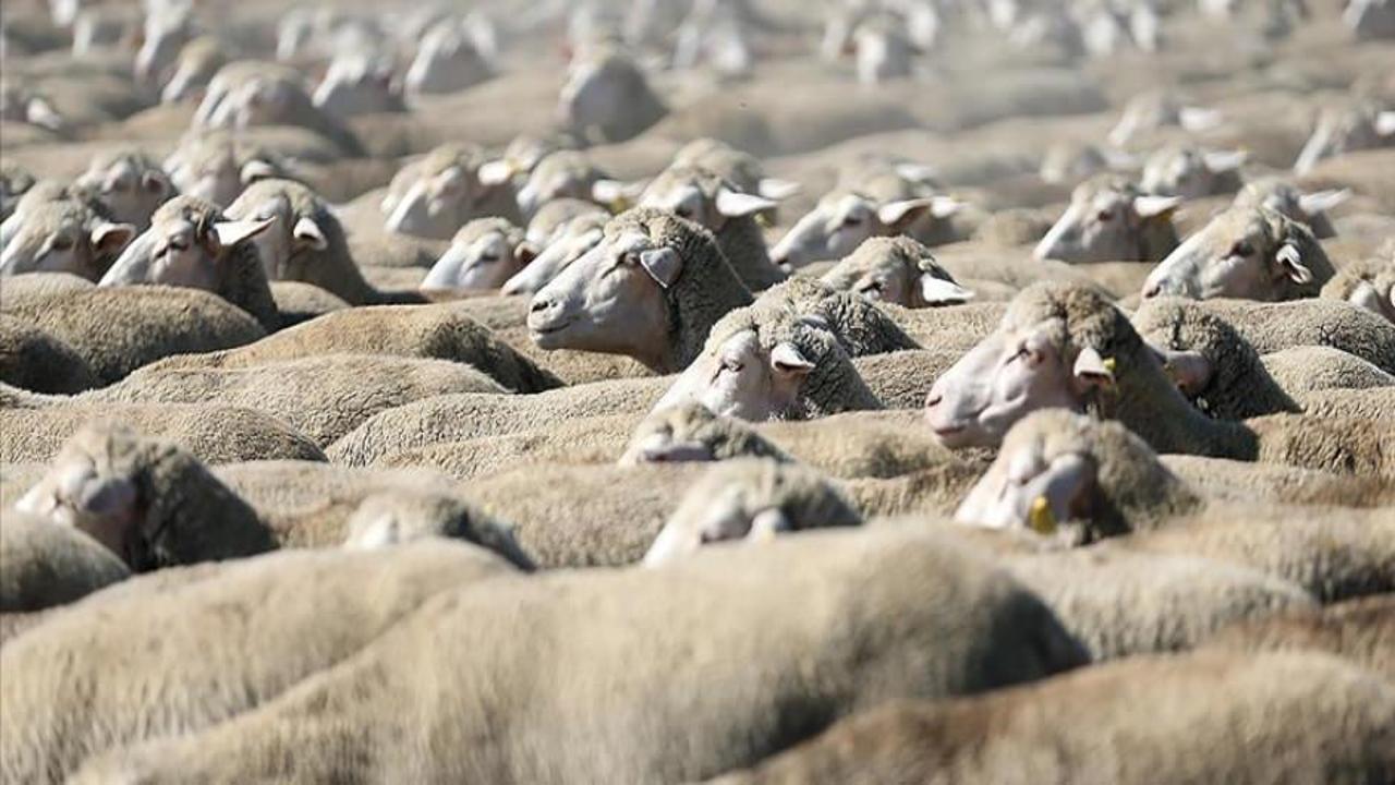 TİGEM 700 reforme küçükbaş hayvan satacak