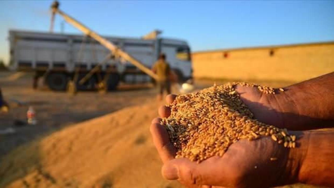 TMO açıkladı: Hububattaki verim ve fiyatlar üreticiyi memnun etti