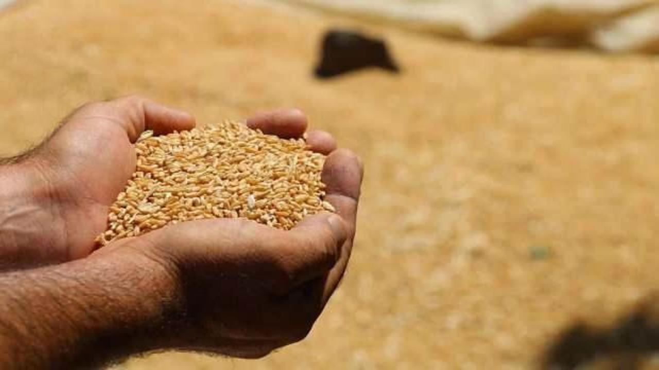 TMO'dan buğday iddiaları sonrası açıklama: Maksatlı, kasıtlı!