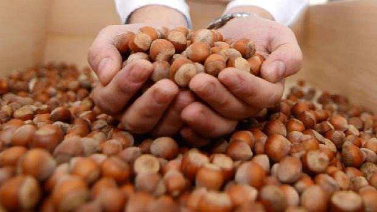 TMO'nun fındık alımı devam ediyor