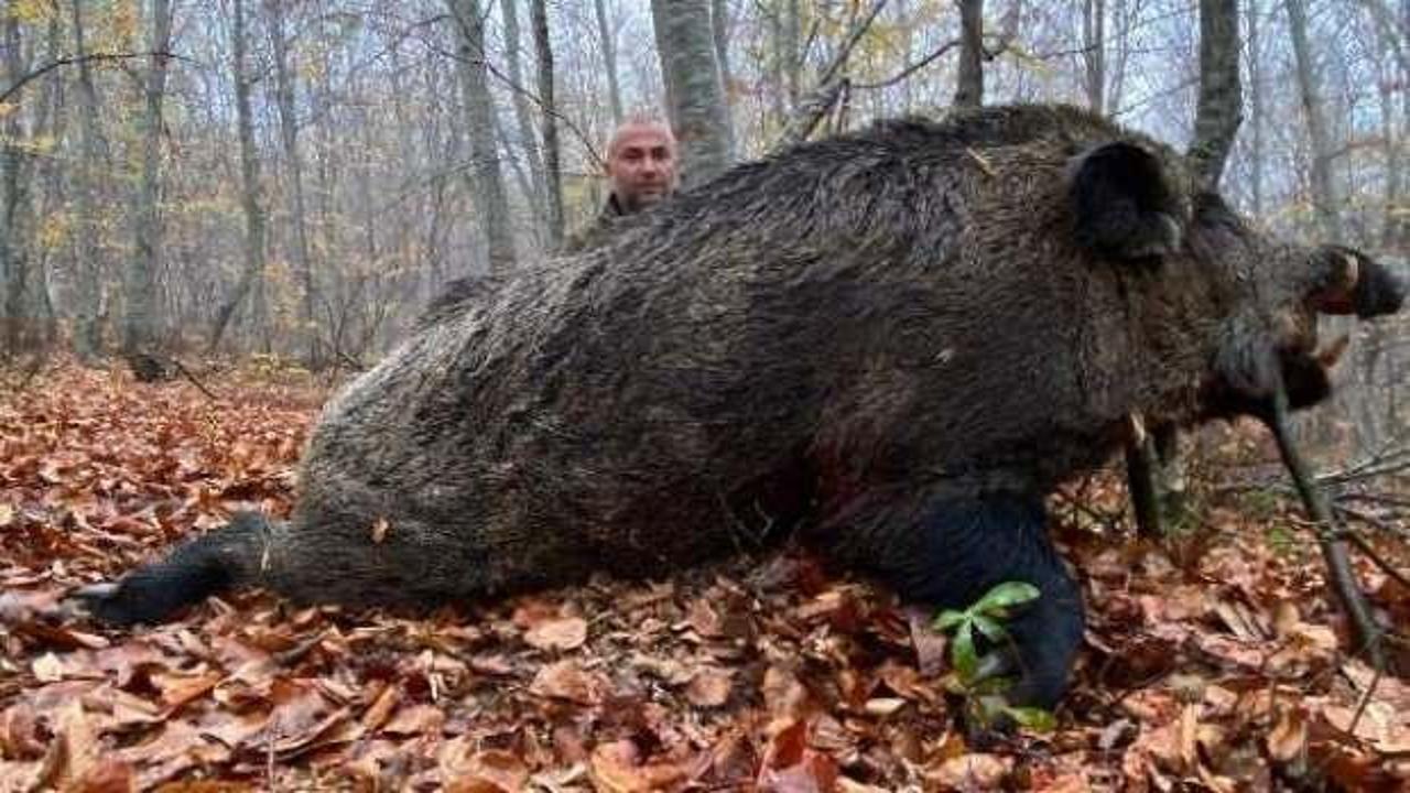 Tokat’ta avcılar 459 kilo ağırlığında domuz avladı