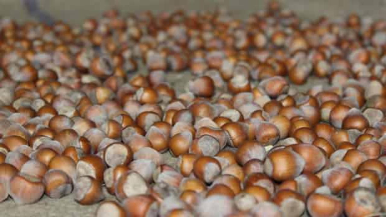 Tokat'ta çiftçi fındıktan yüksek verim aldı