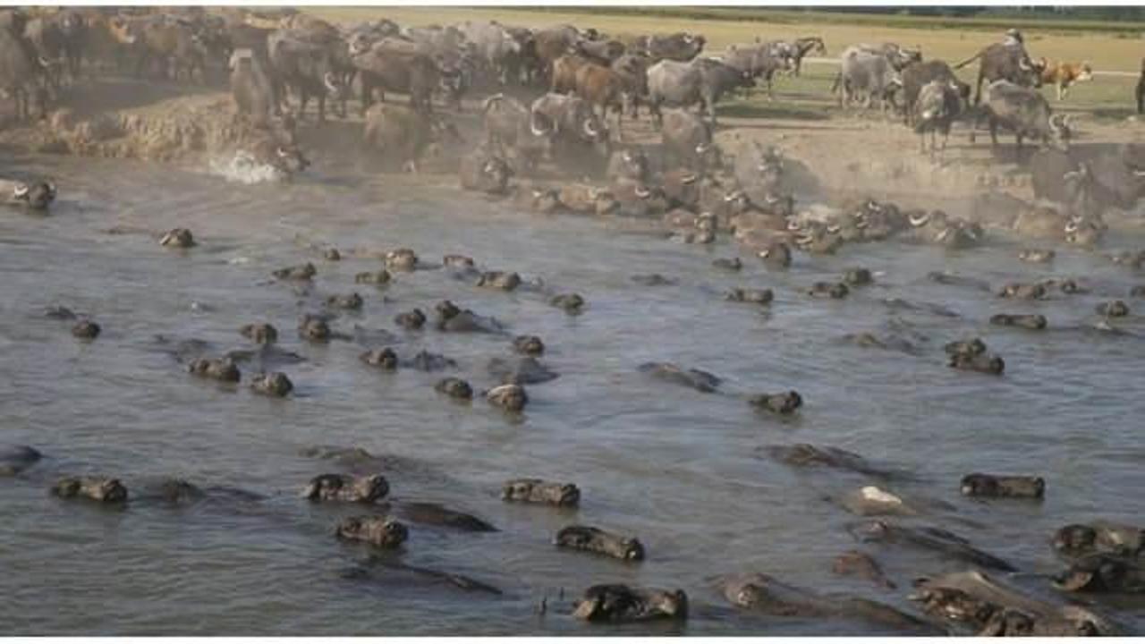 Tokat'ta manda sayısı devlet desteğiyle arttı!