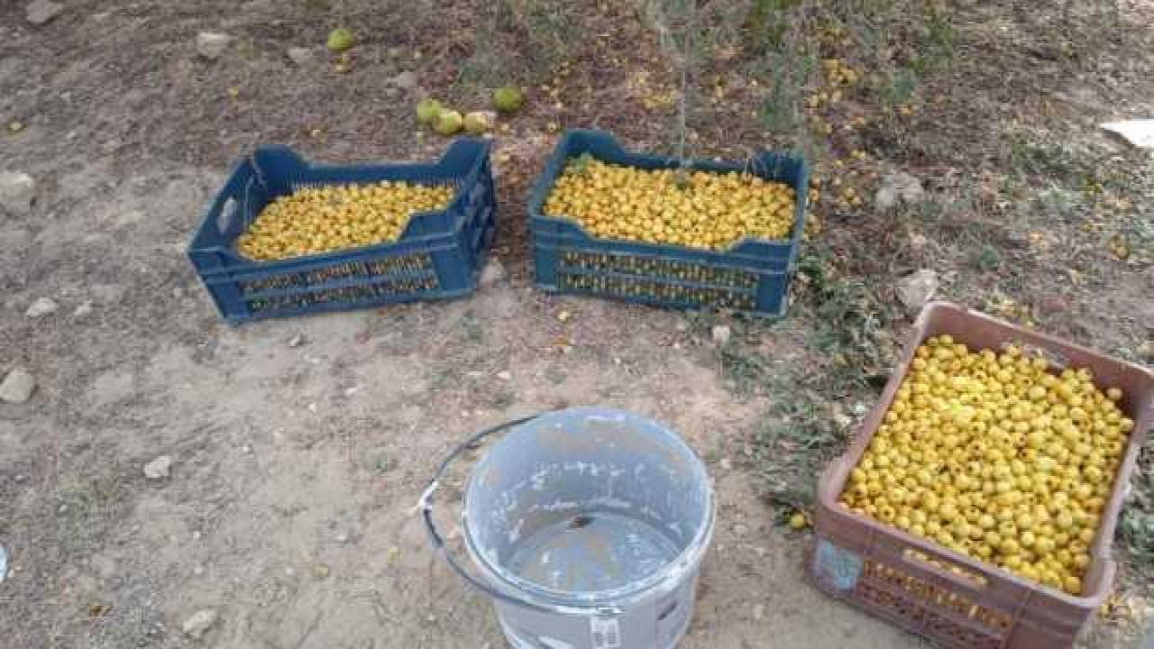 Toplanan alıçlar alıcı bulamıyor