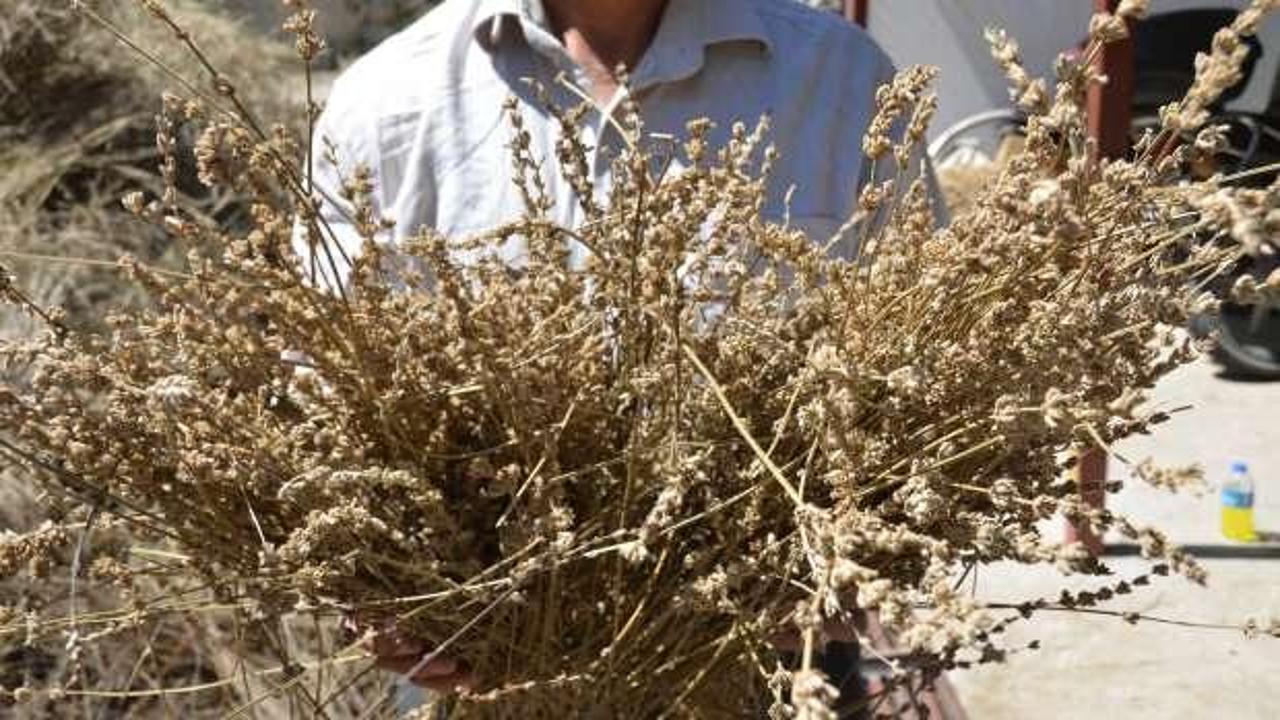 Torosların şifa dağıtan adamı