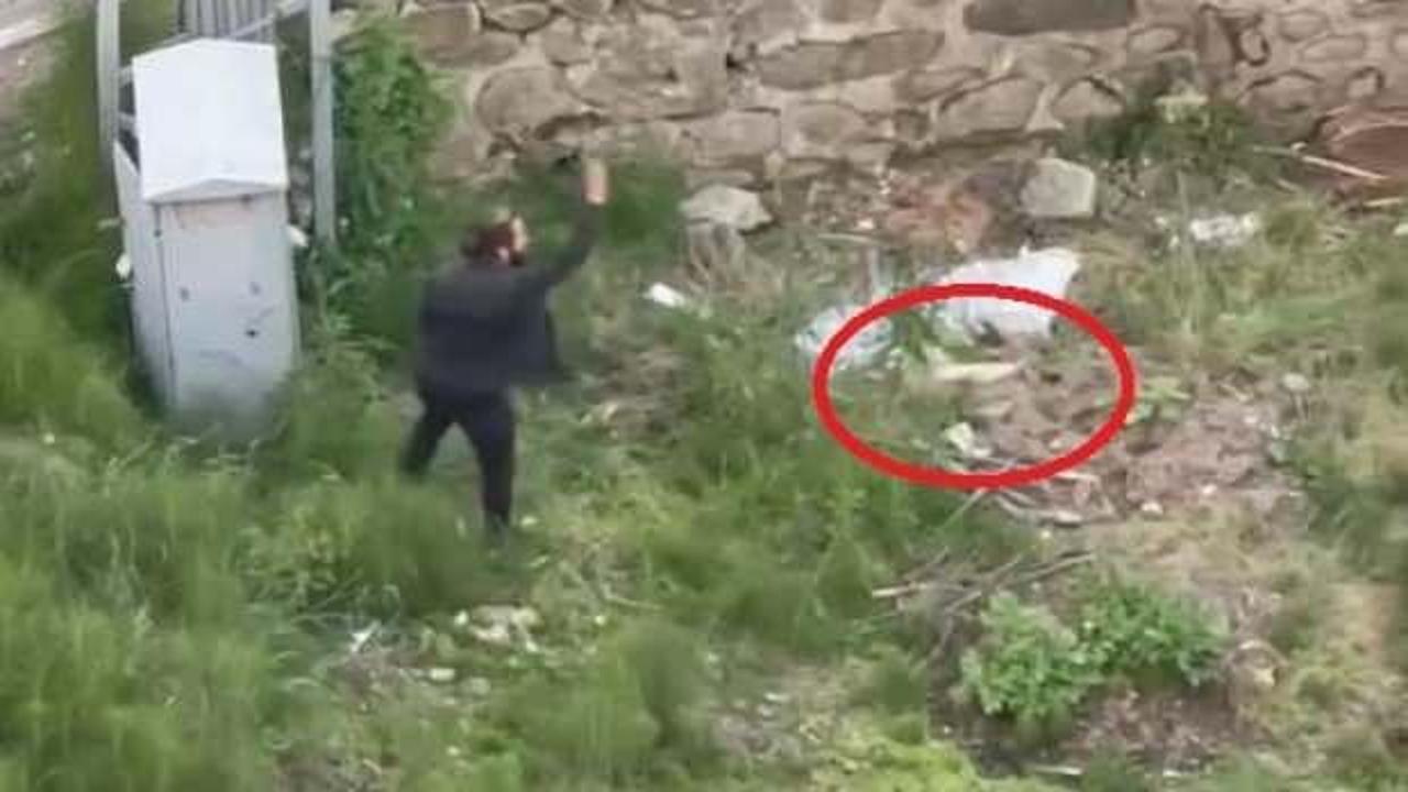 Trabzon’da kedi katliamı! Tekmeledi, ezdi, fırlattı
