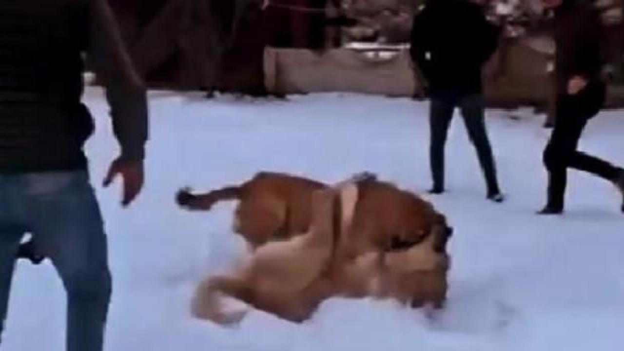 Trabzon'da Köpek dövüştüren kişiye gözaltı