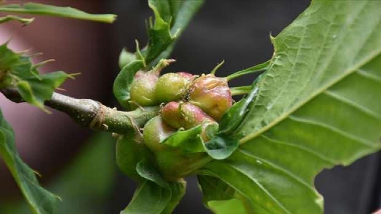 Trabzon'un kestane ormanlarında gal arısıyla biyolojik mücadele sürüyor