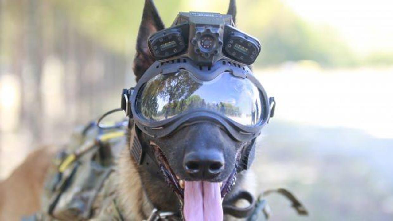 TSK'nın eğitimli köpekleri için tasarlanan sistem, 'Parka' ile test edildi