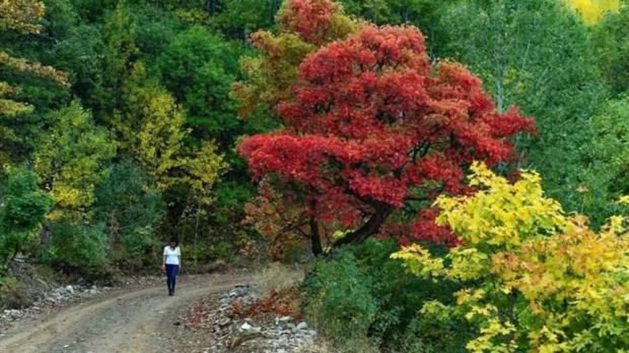Tunceli'de ormanlarda ateş yakılması yasaklandı