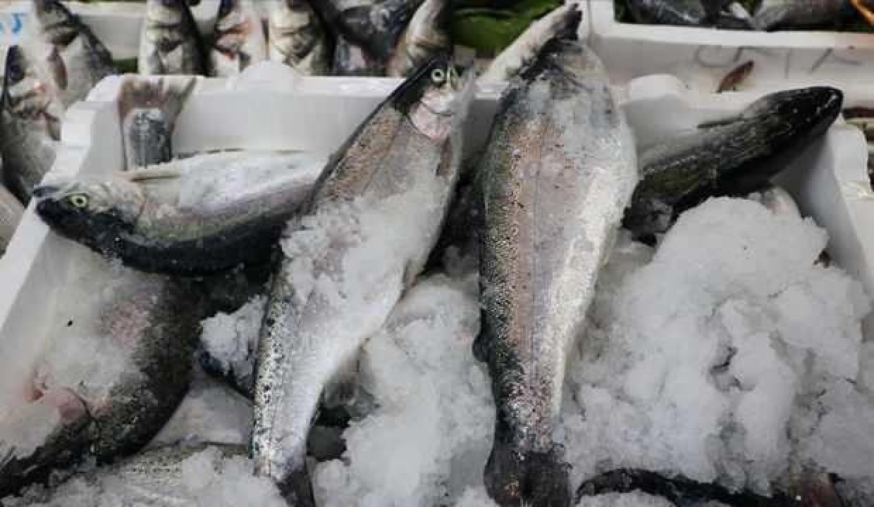 Türk somonu İspanya'daki fuarda tanıtılacak