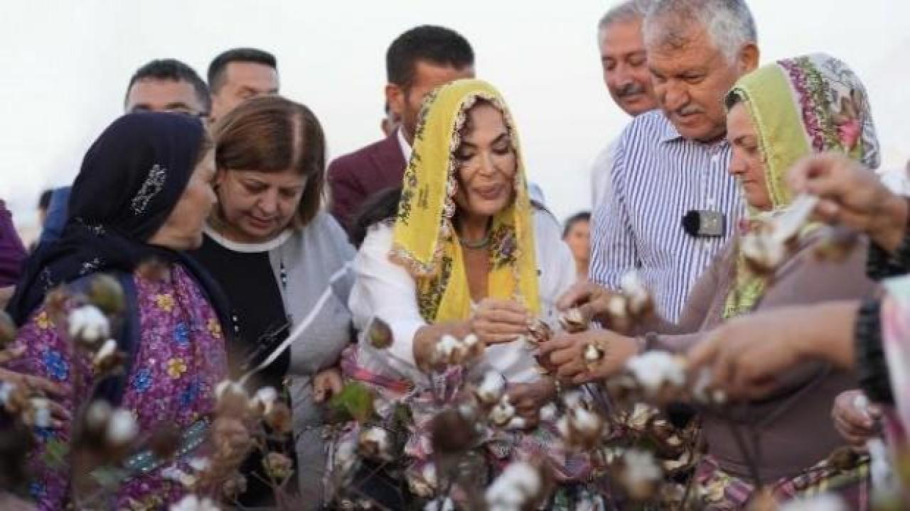 Türkan Şoray tarlada pamuk hasadına katıldı