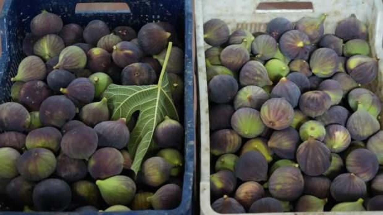 Türkiye bu yıl siyah incire doyacak!