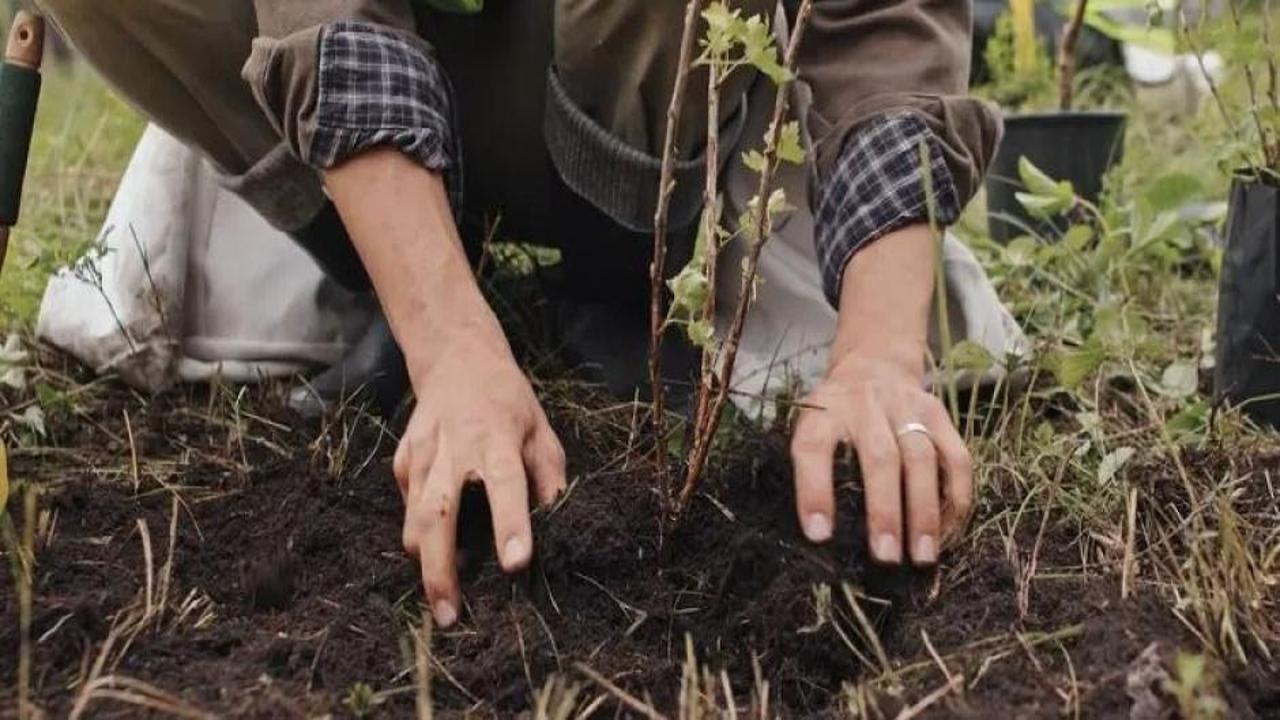 Türkiye doğal bitki örtüsüne göre yeşillendirilecek! Bakan Kurum: Çok detaylı çalışıyoruz