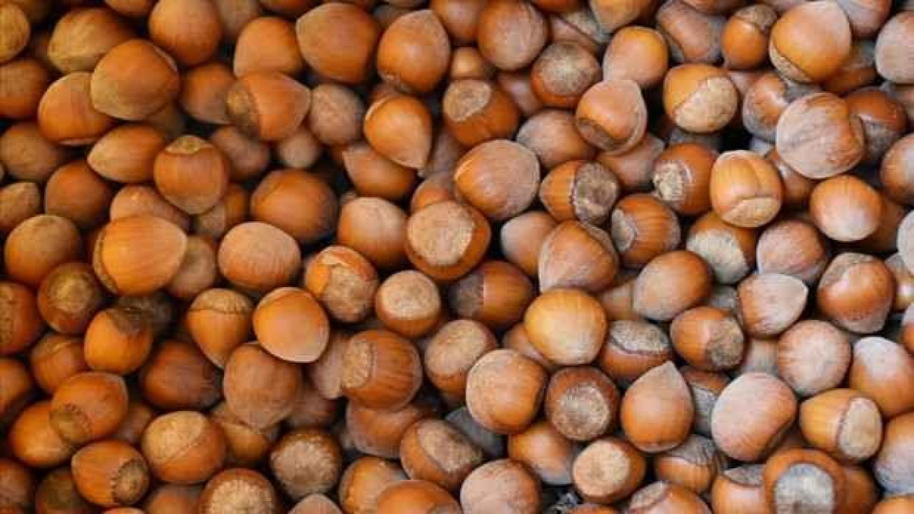 Türkiye fındık ihracatından 10 ayda 1,8 milyar dolar kazandı