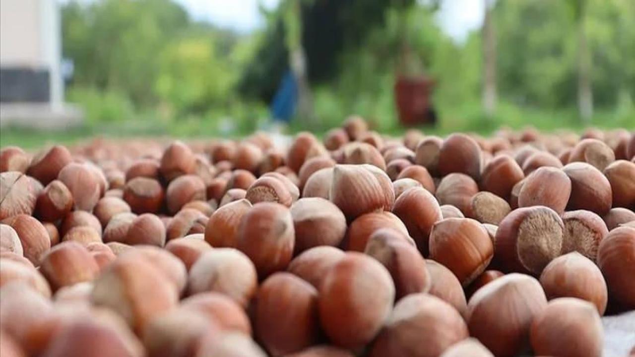 Türkiye, fındık ihracatından 7 ayda 1,7 milyar doları aşkın gelir sağladı