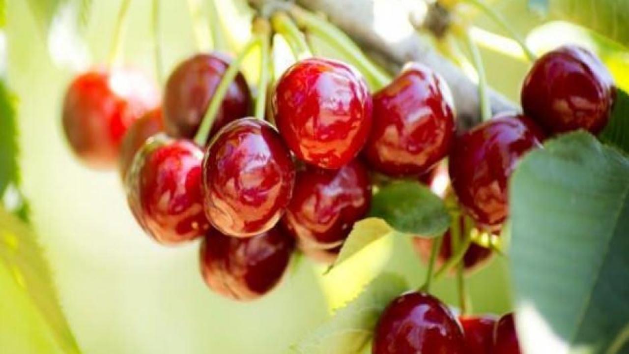 Türkiye, üretiminde dünya lideri oldu! 76 ülkeye ihraç ediyor