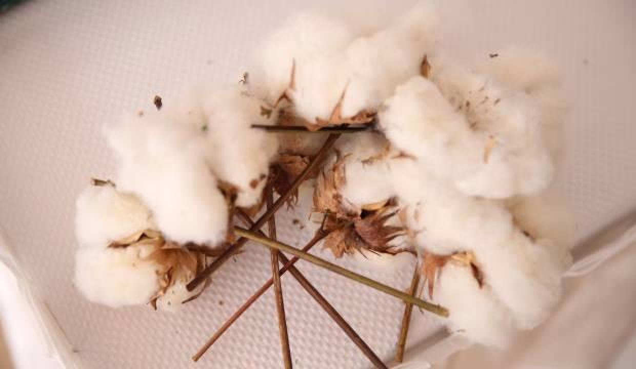 Türkiye'de bu yıl lif pamuk üretim hedefi 1 milyon ton