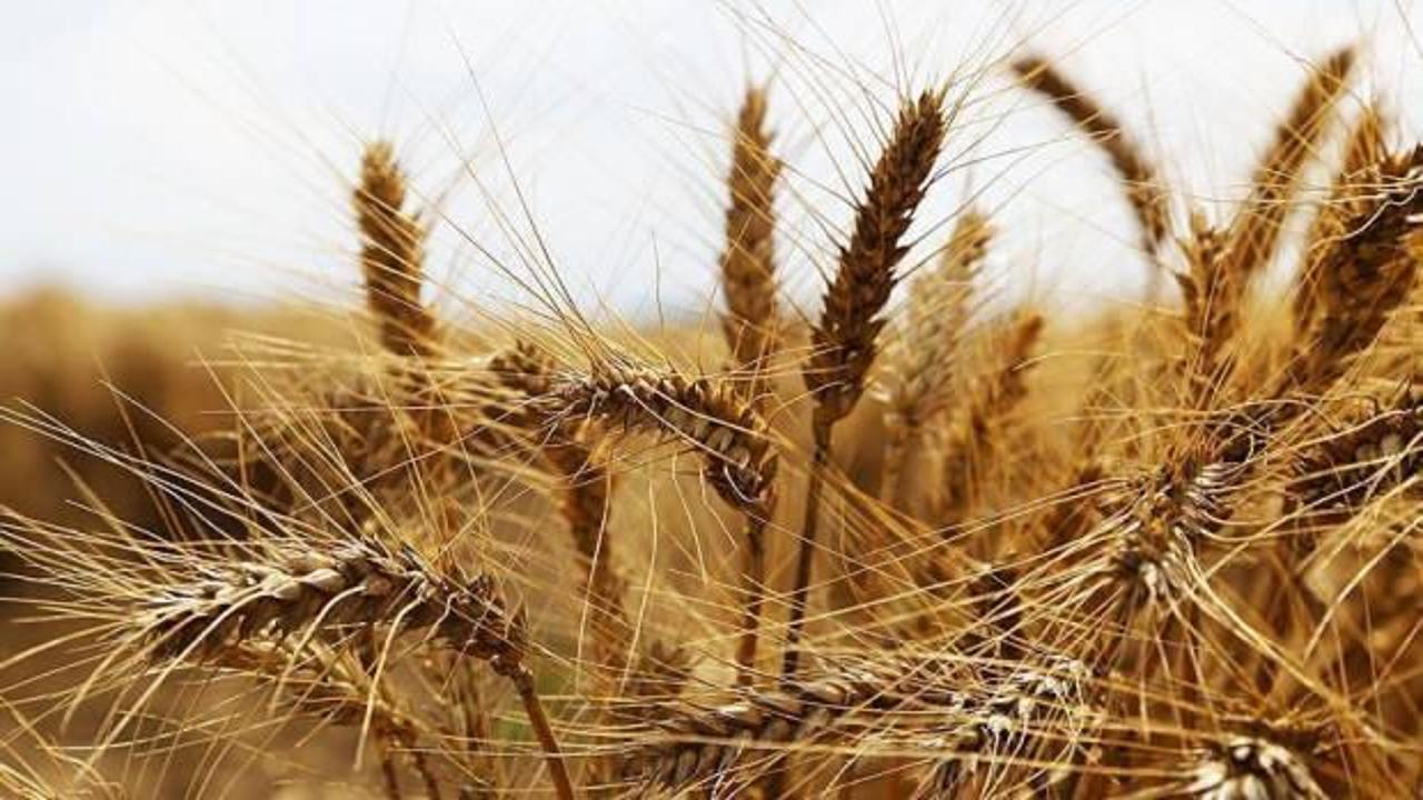 Türkiye'de buğday arzında sıkıntı beklenmiyor
