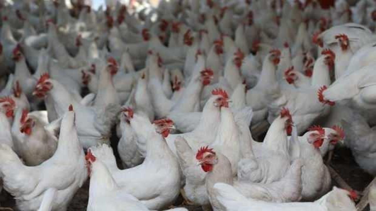 Türkiye'de geçen yıl 2,4 milyon ton tavuk eti üretildi