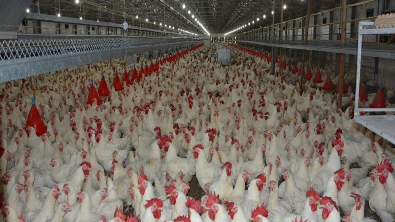 Türkiye'de kişi başına yılda 150 yumurta düşüyor