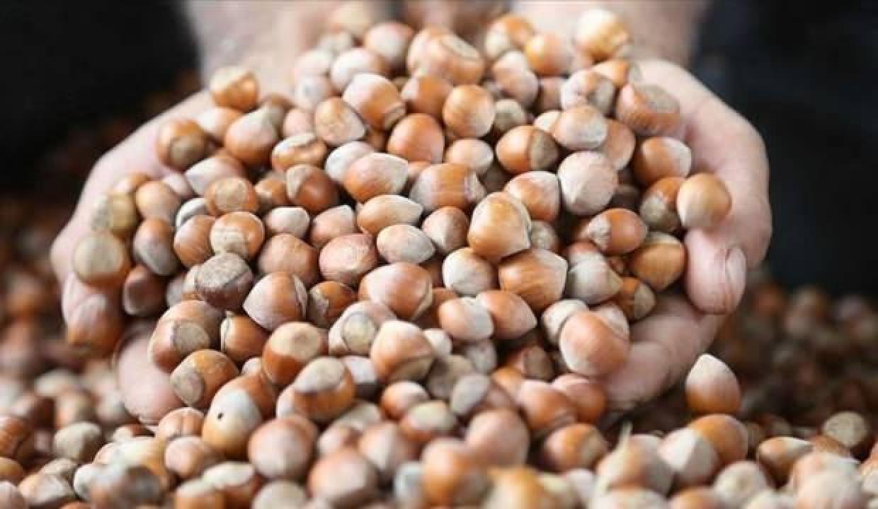 Türkiye'de organik fındık üretimine ilgi artıyor