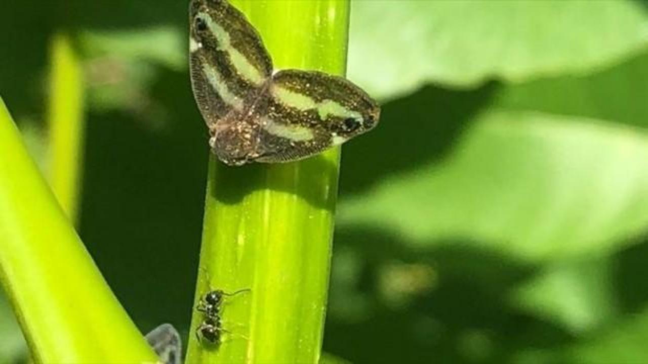 Türkiye'de son yıllarda artan sıcaklık böcek popülasyonunun çoğalmasına neden oluyor