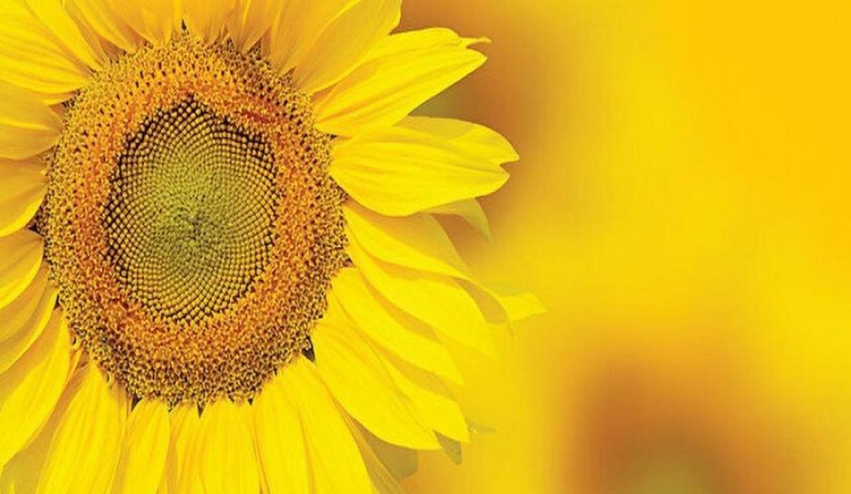 Türkiye'den ayçiçeği üretiminde stratejik hamle!